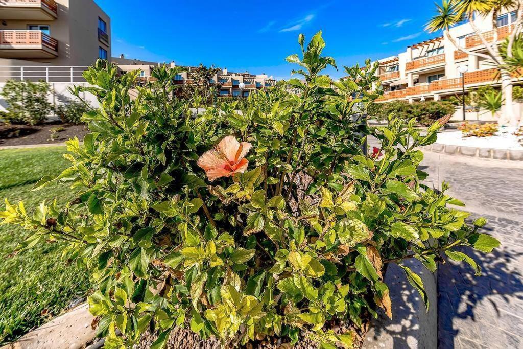 Grande Apartamento, Sotavento 3, La Tejita, El Medano Granadilla De Abona Eksteriør billede